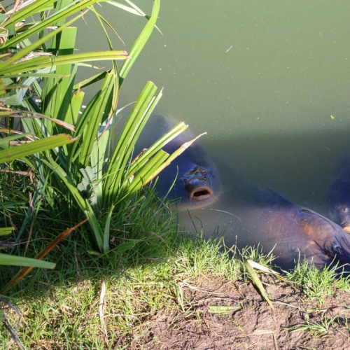 Odkurzacze do oczka wodnego - praktyczne narzędzie, które naprawdę robi różnicę!